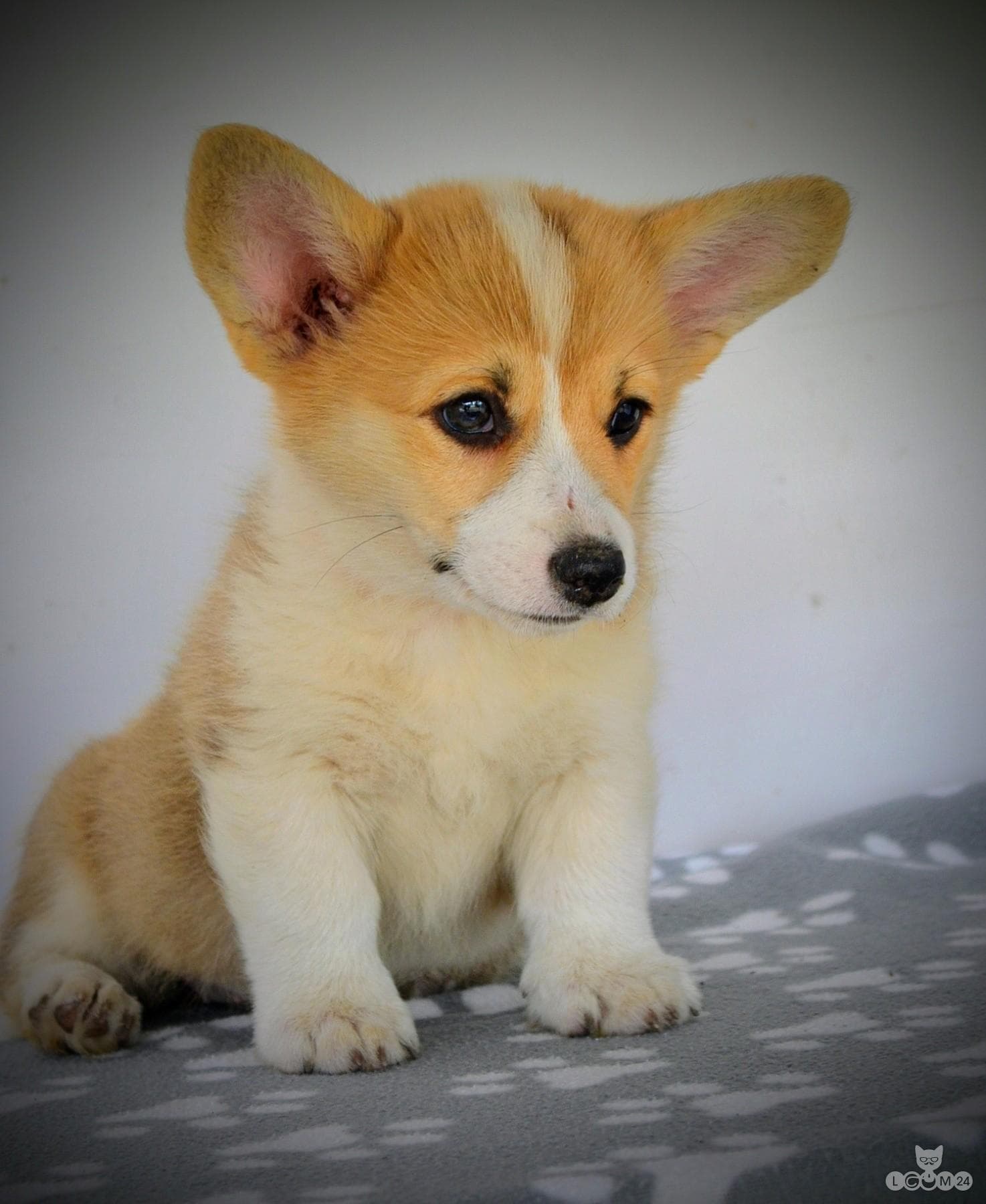 Welshi Corgi Pembroke – Kaunid kutsikad 5/10