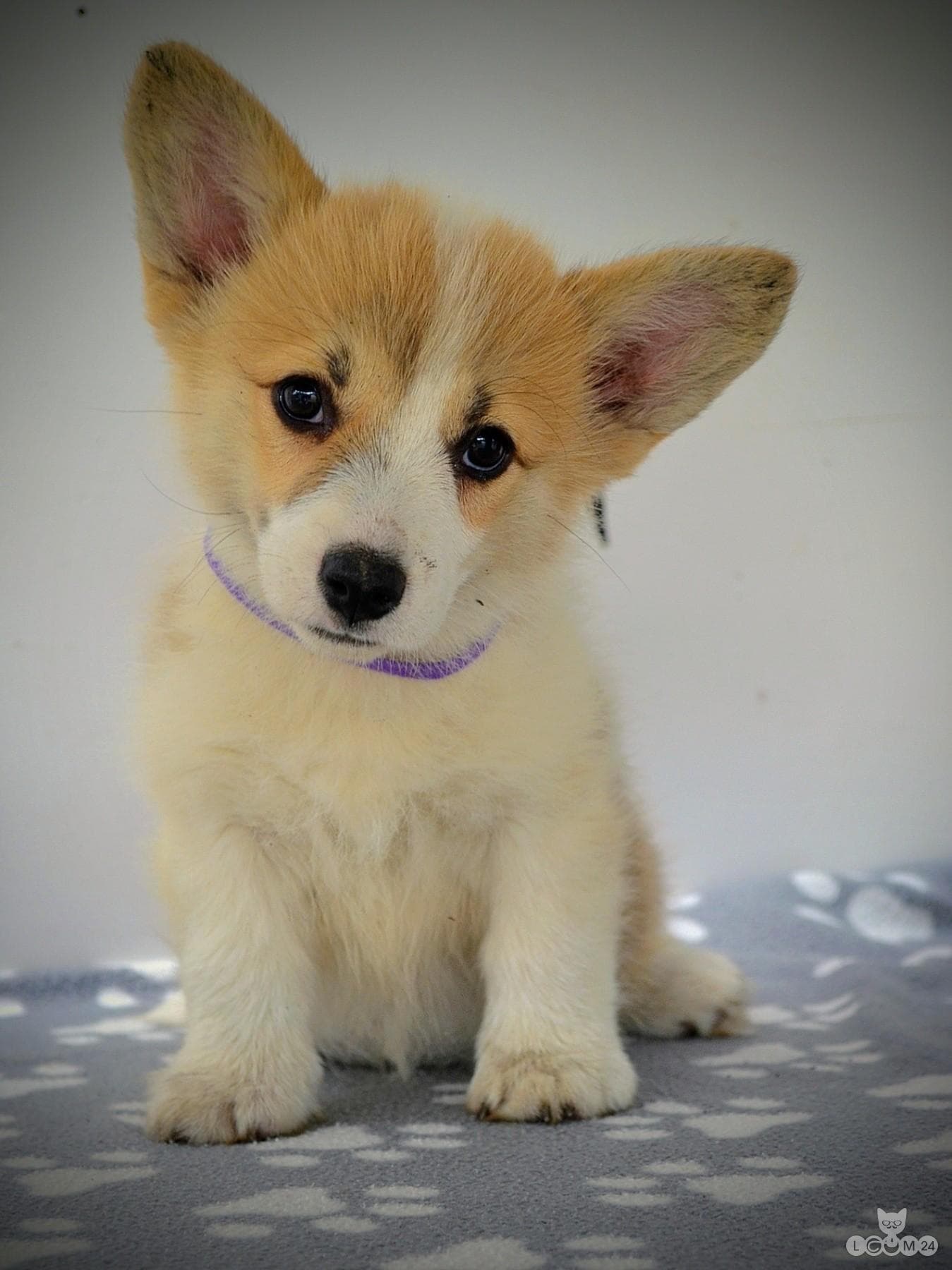Welshi Corgi Pembroke – Kaunid kutsikad 6/10