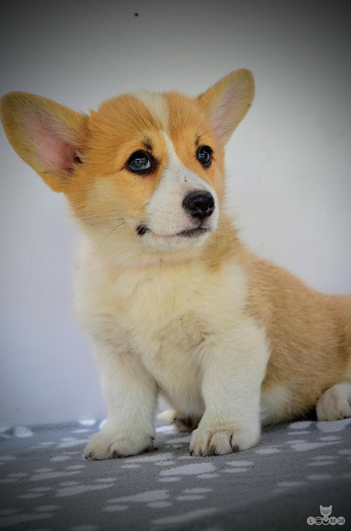 Welshi Corgi Pembroke – Kaunid kutsikad 7/10