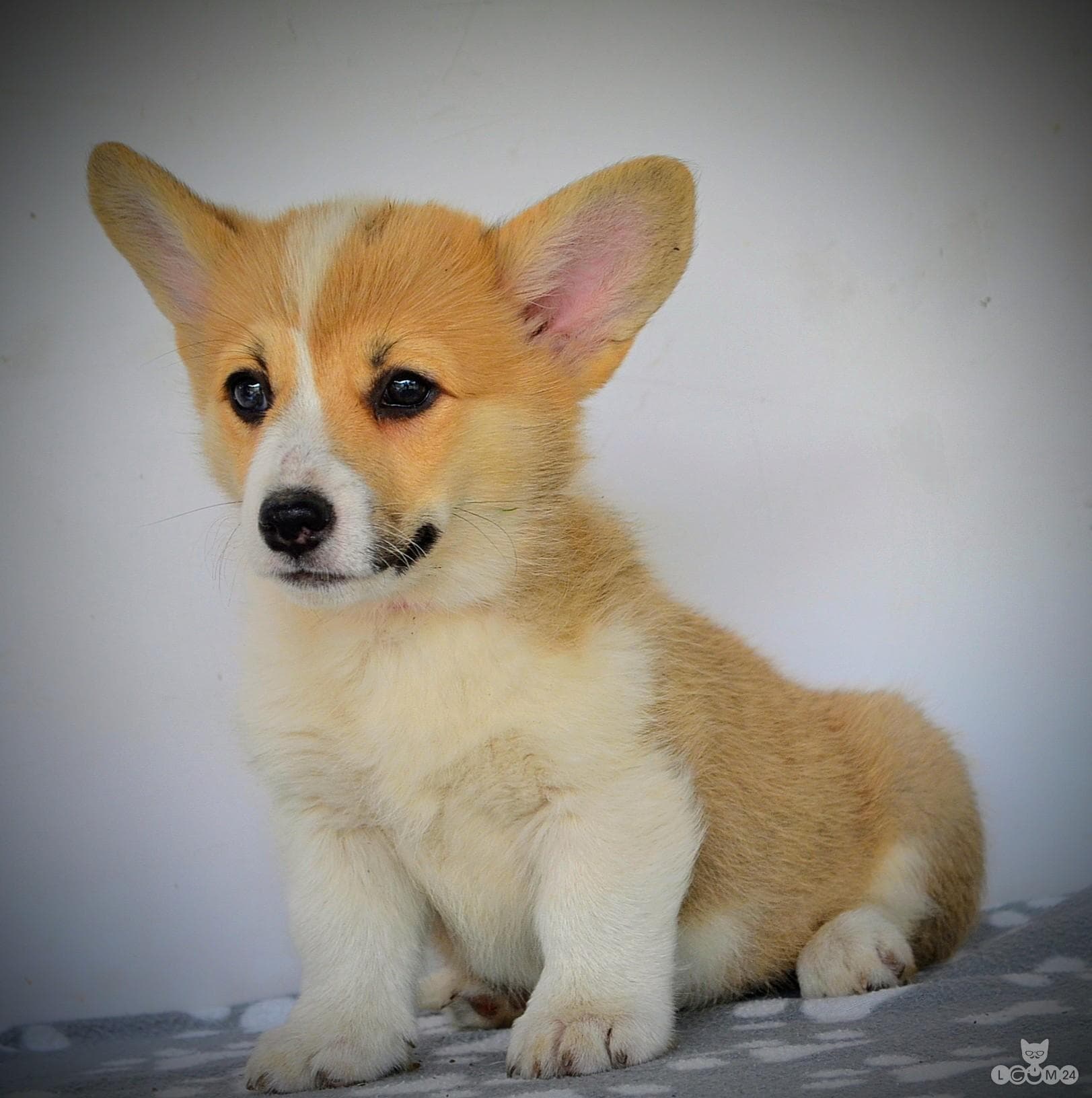 Welshi Corgi Pembroke – Kaunid kutsikad 8/10