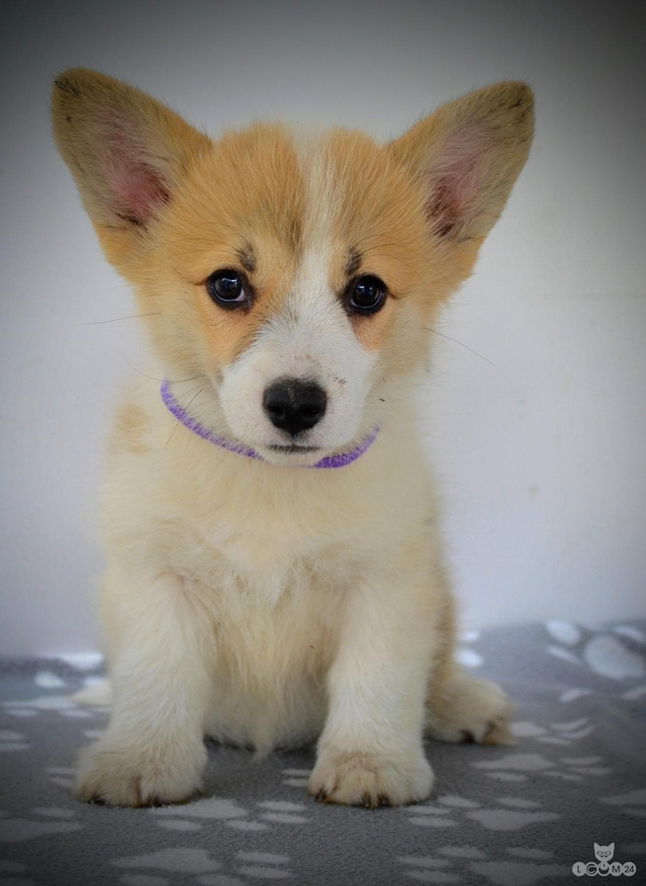 Welshi Corgi Pembroke – Kaunid kutsikad 9/10