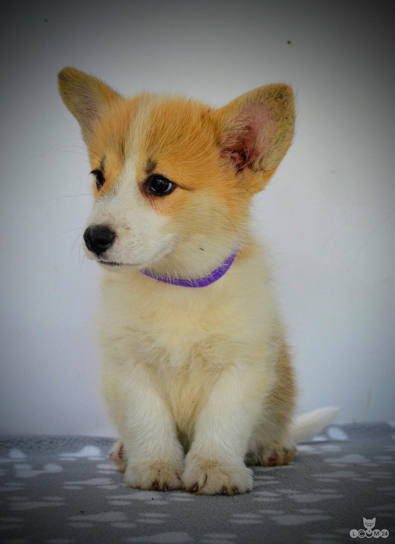 Welshi Corgi Pembroke – Kaunid kutsikad 10/10