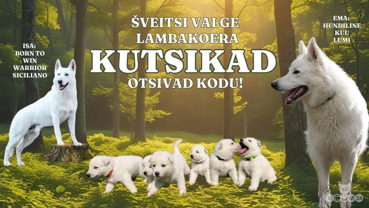 šveitsi valge lambakoera kutsikad 1/6