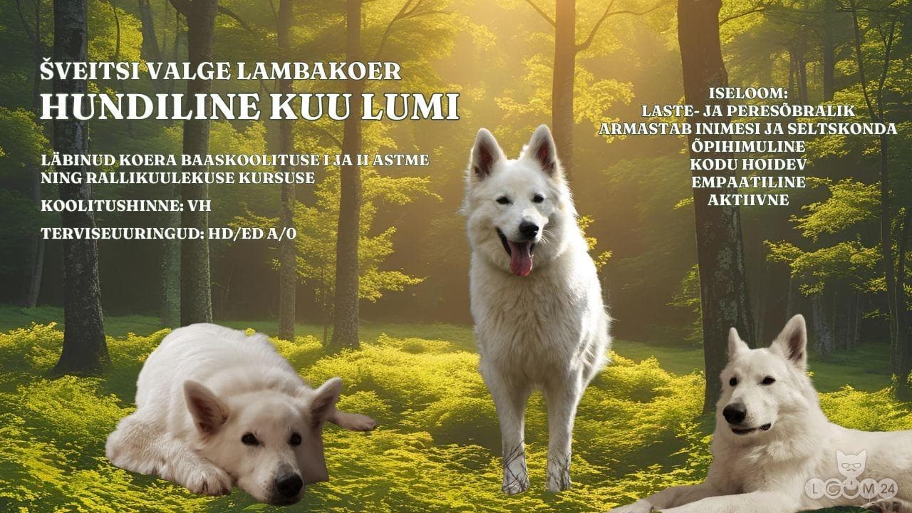 šveitsi valge lambakoera kutsikad 5/6