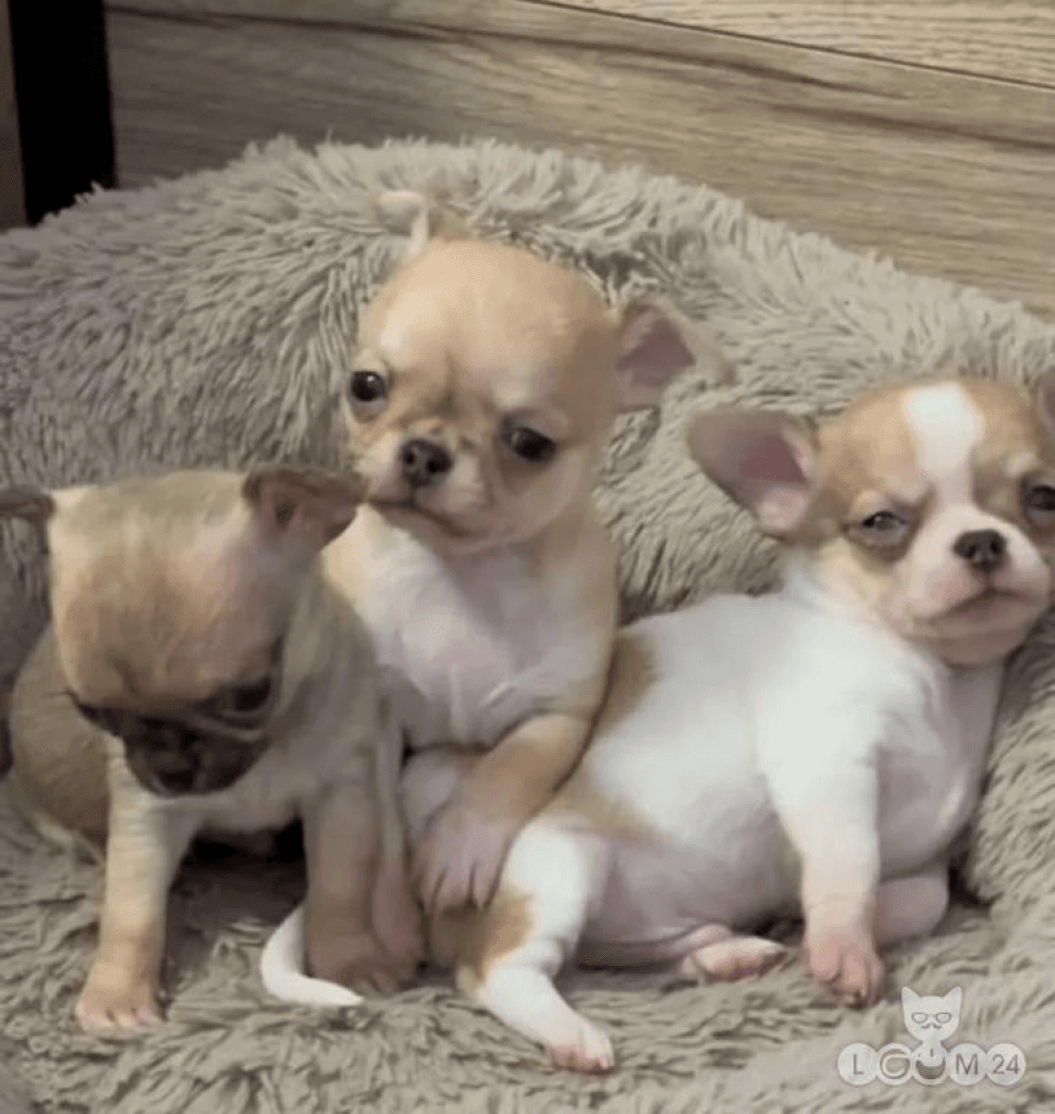 Müüa chihuahua kutsikad
