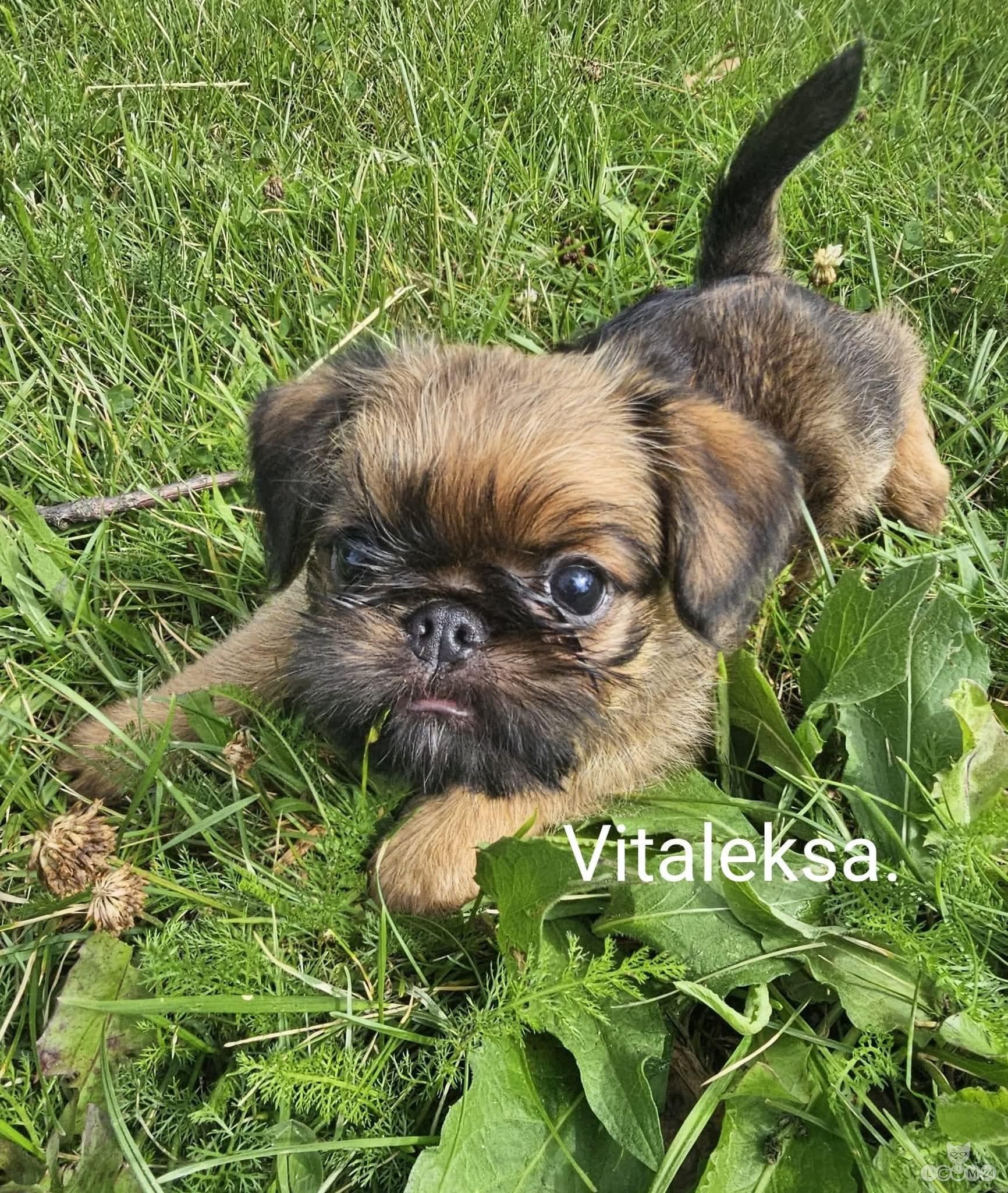 Brussels Griffons, Väike Brabant 1/4
