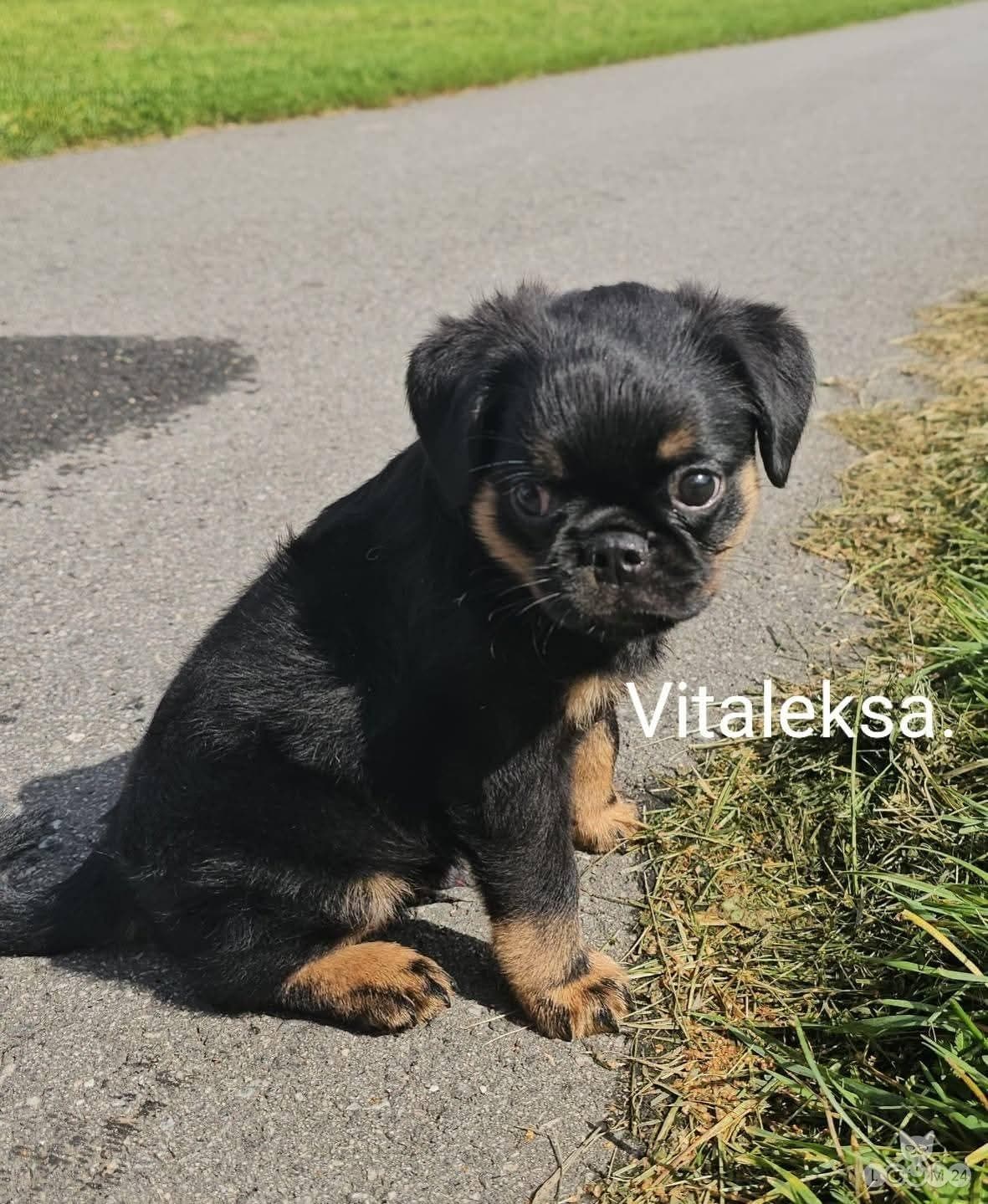 Brussels Griffons, Väike Brabant 2/4