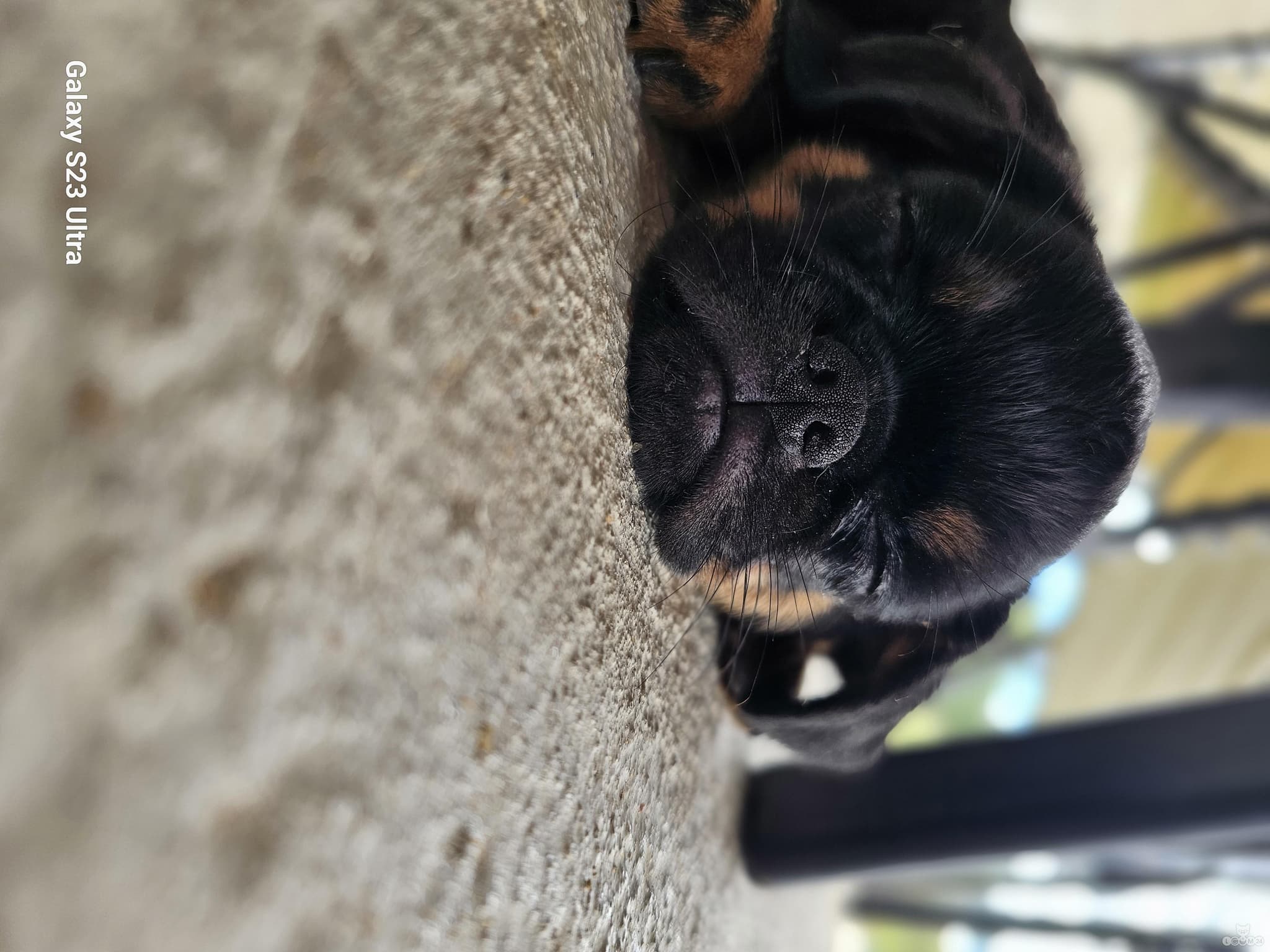 Brussels Griffons, Väike Brabant 3/4
