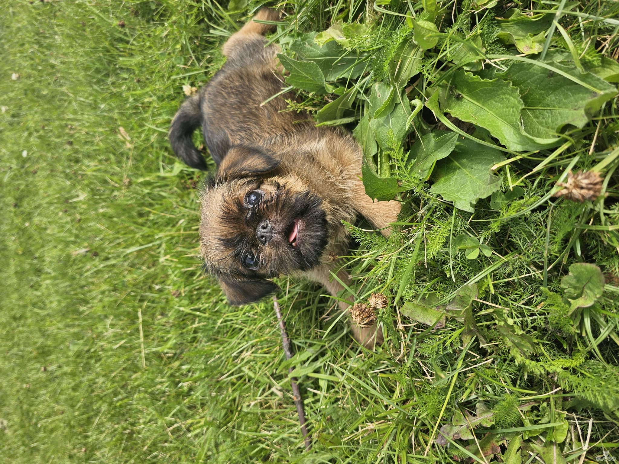 Brussels Griffons, Väike Brabant 4/4