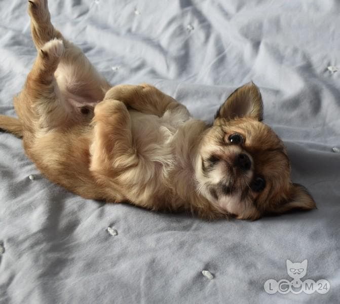 CHIHUAHUA KUTSIKAS, TALLINN 1/2