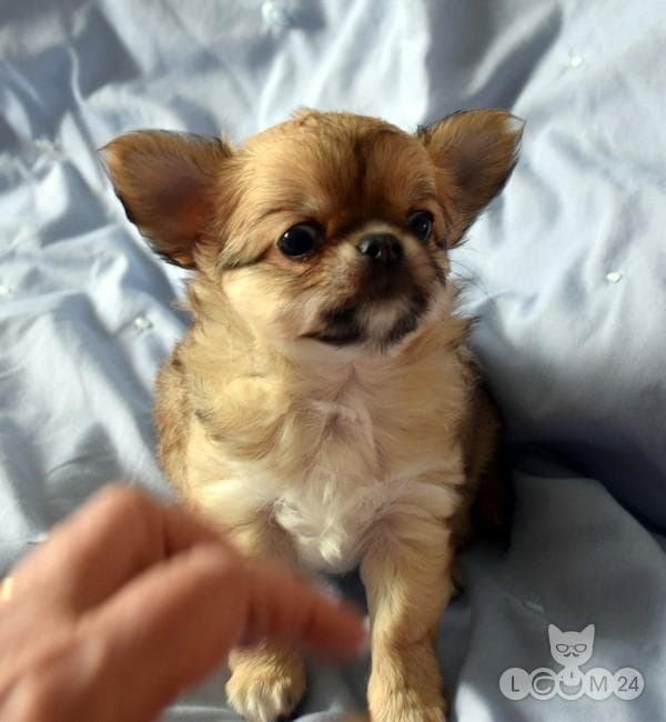 CHIHUAHUA KUTSIKAS, TALLINN 2/2