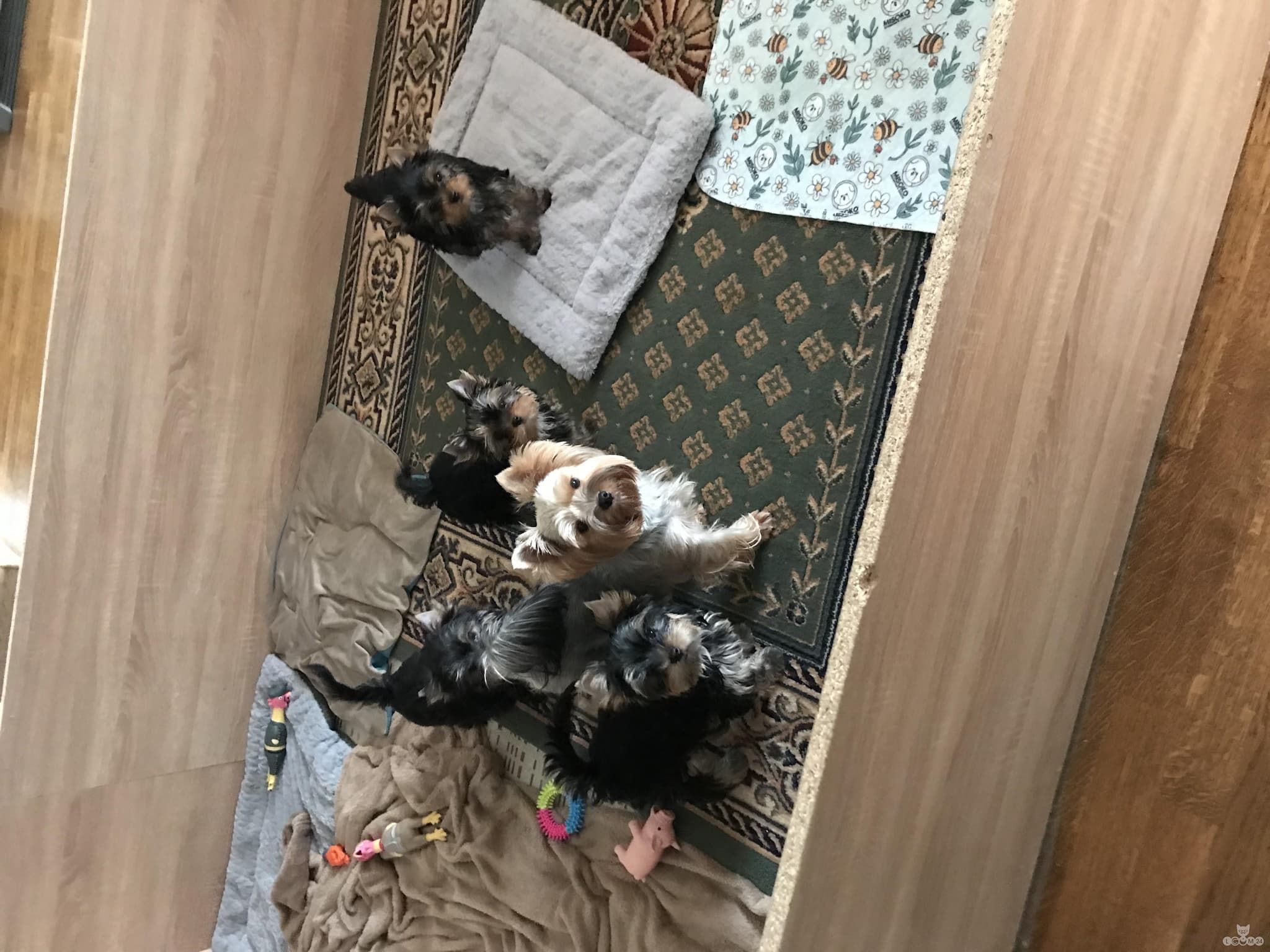 Yorkshire Terrieri kutsikad 6/9