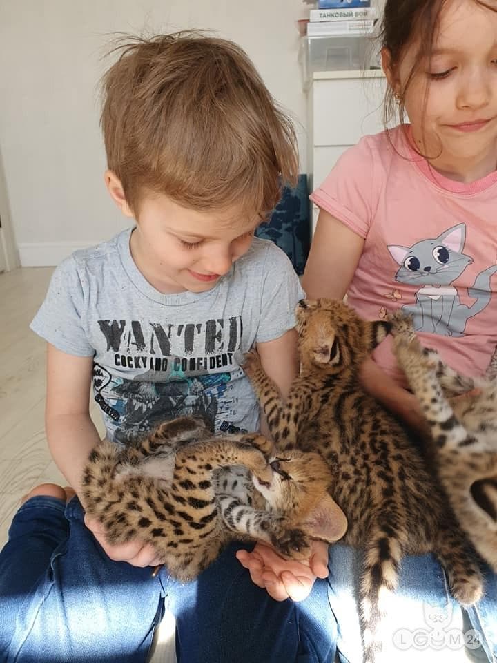 Servali ja karakali kassipojad saadaval 2/9