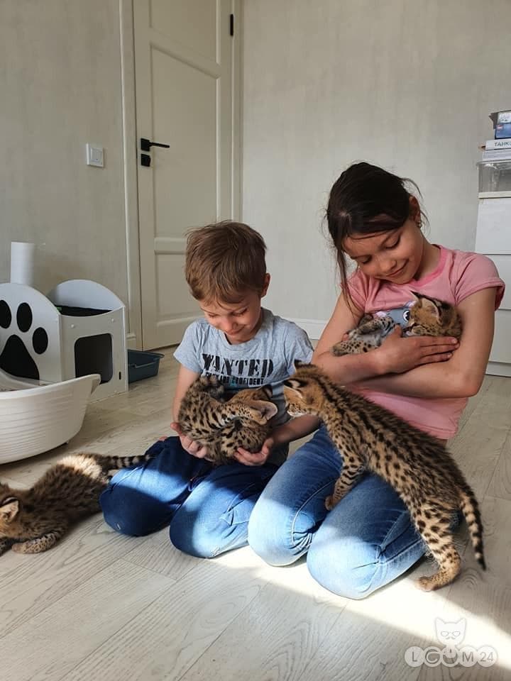 Servali ja karakali kassipojad saadaval 3/9