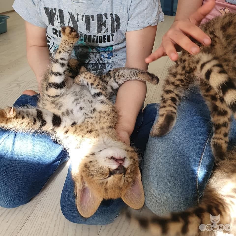 Servali ja karakali kassipojad saadaval 7/9