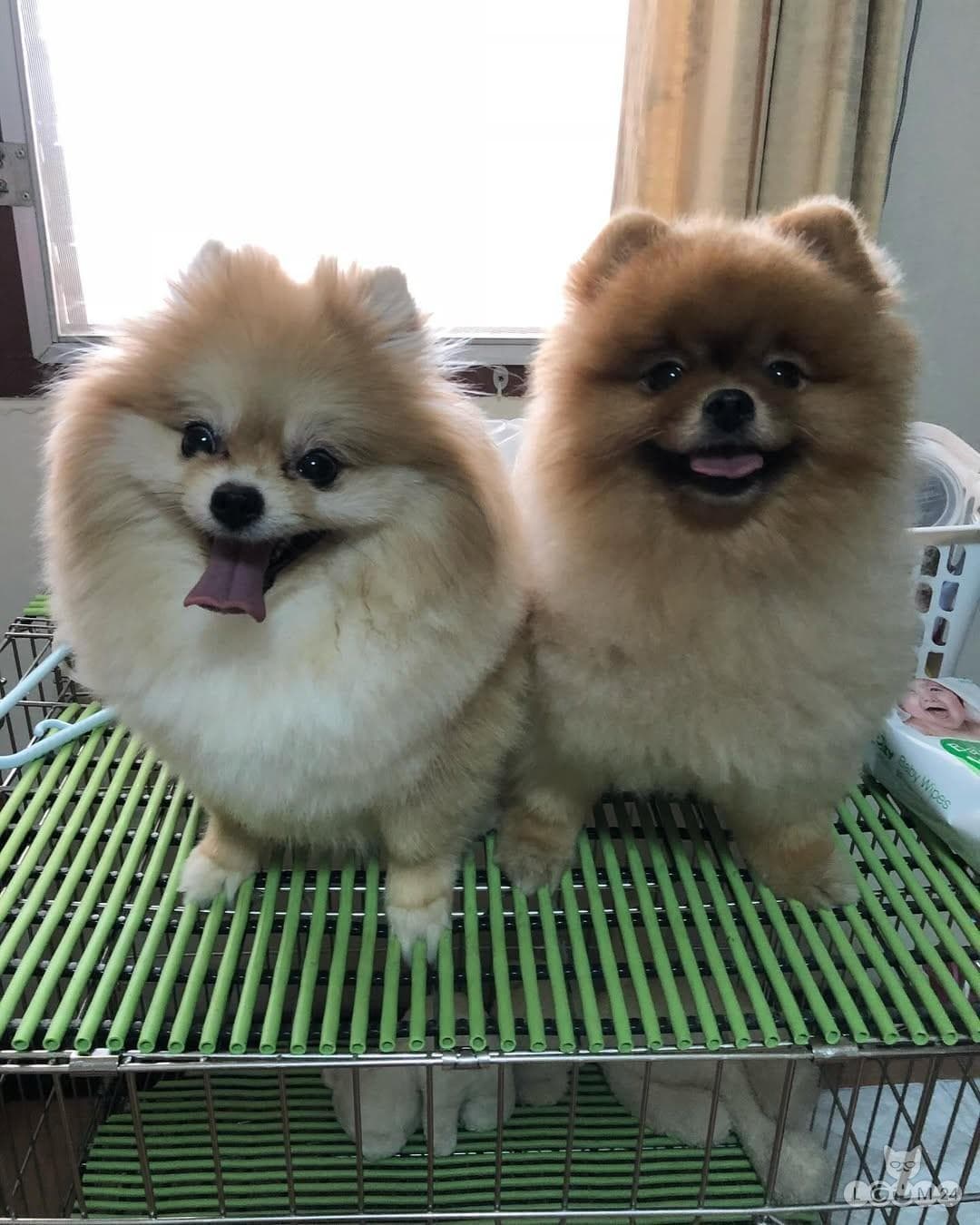 Isased ja emased Pomeranian kutsikad 1/2
