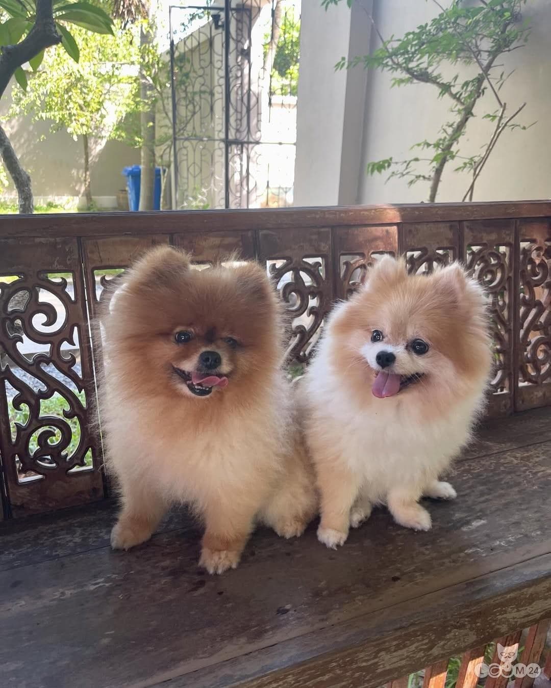 Isased ja emased Pomeranian kutsikad 2/2